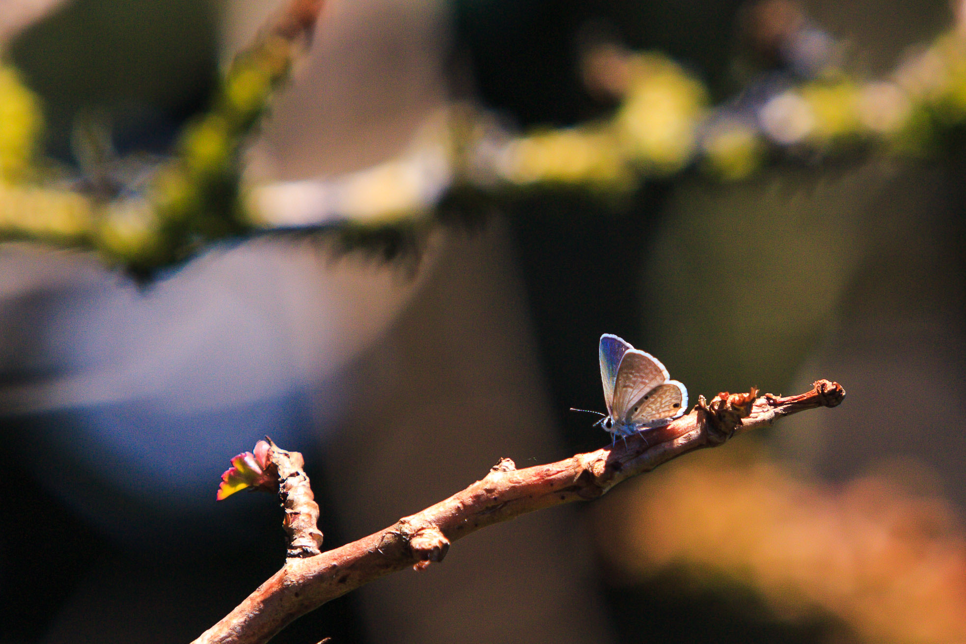 Foto: Aurélio Alves/O POVO