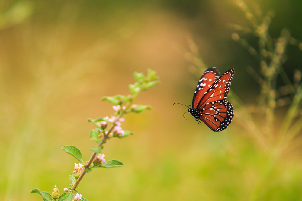 Foto: Aurélio Alves/O POVO