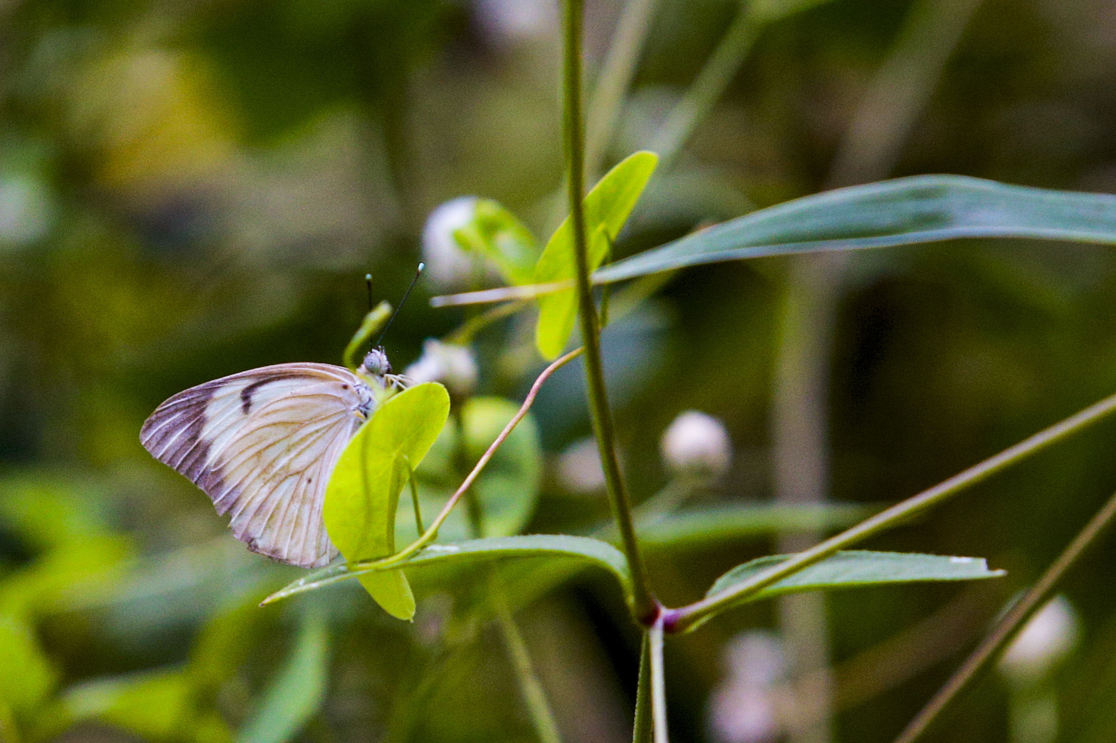 Foto: Julio Caesar/O POVO