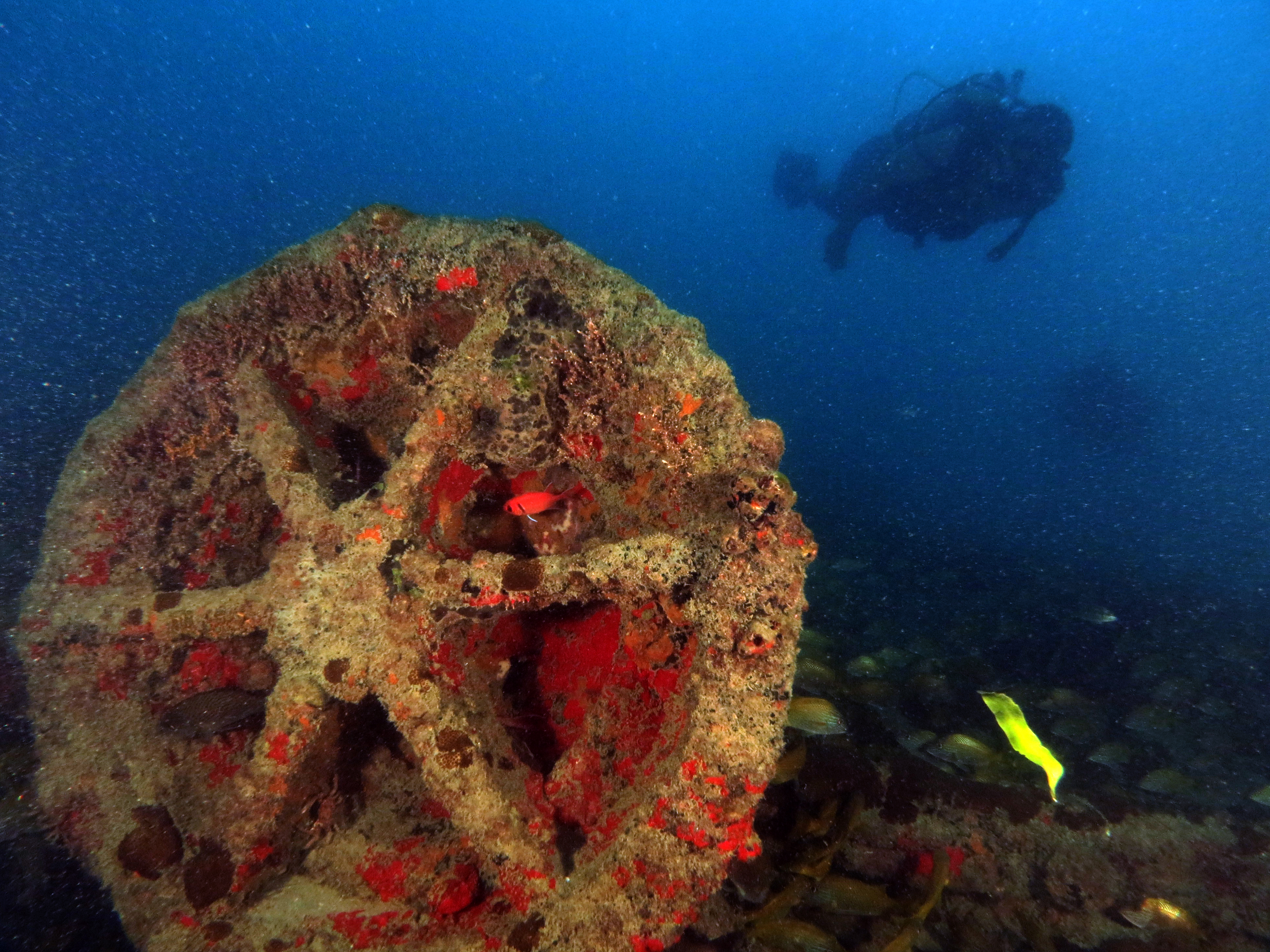 Foto: Marcus Davis/divulgação