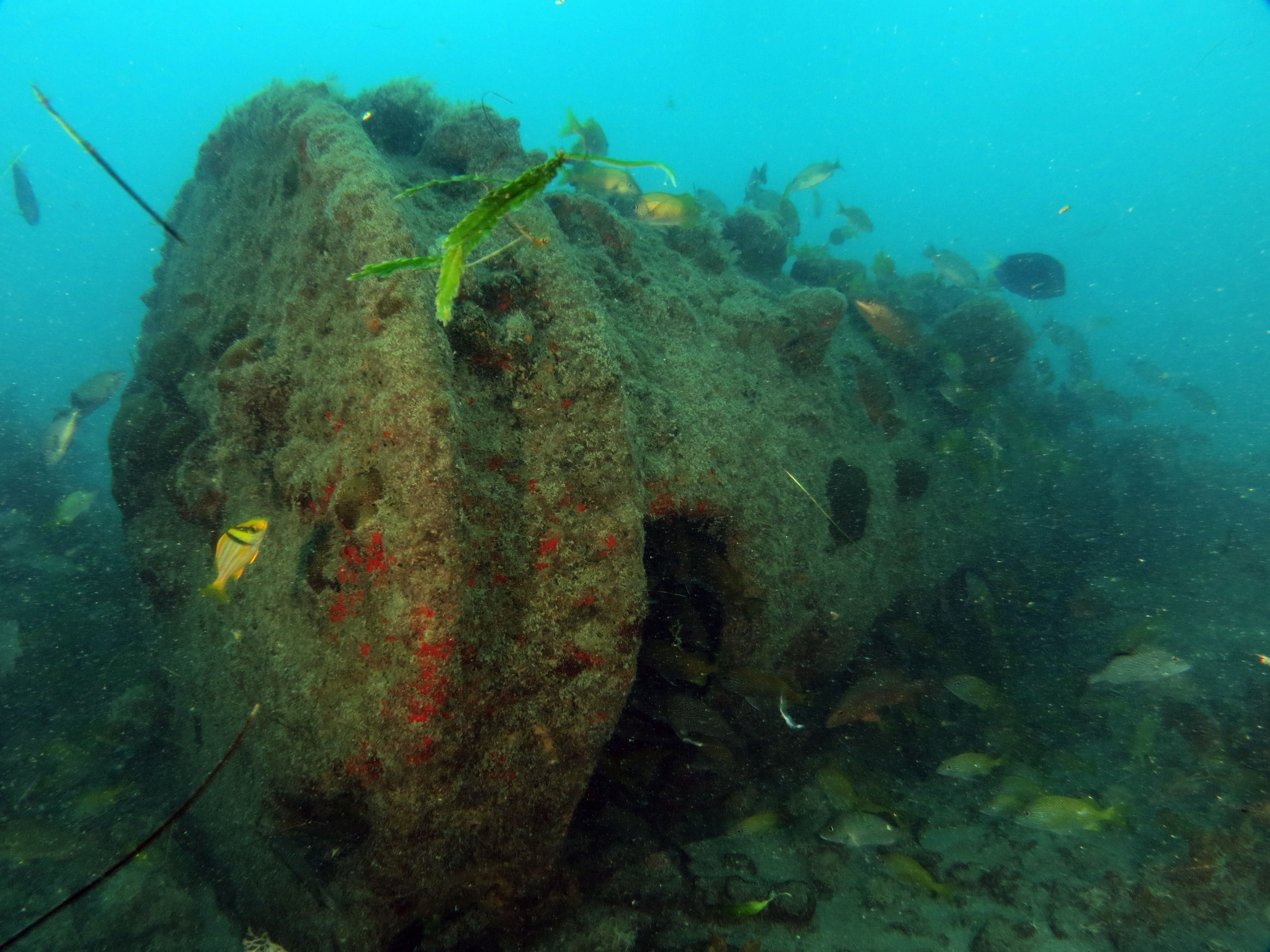 Foto: Marcus Davis/divulgação